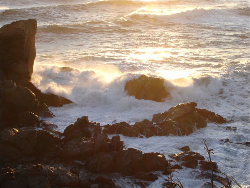 DSC01365_seal colony cape foulwind westport